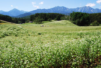 中山高原の蕎麦畑