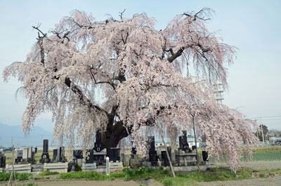 豊科本村の大枝垂桜