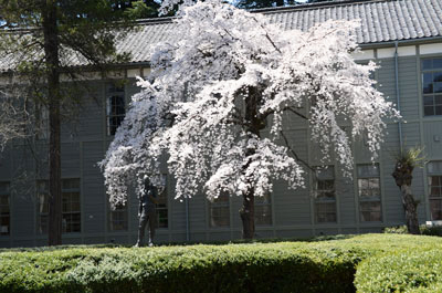 旧制松本高校の枝垂桜 
