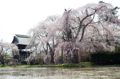安養寺の枝垂桜