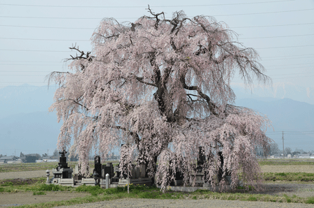 本村の枝垂桜