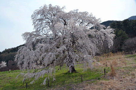 岩原の一本桜