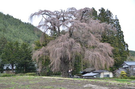 北小倉の桜