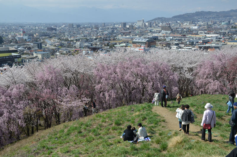 弘法山の桜