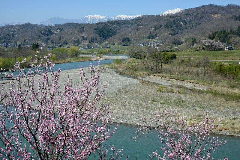 犀川の春