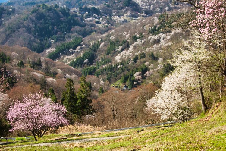 桜仙峡の山桜