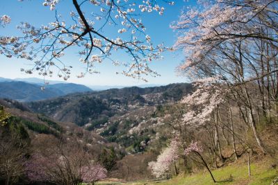 桜仙峡の山桜