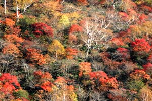 浅間山の紅葉