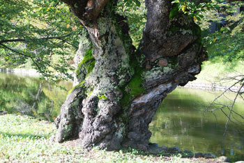 米沢城桜の古木
