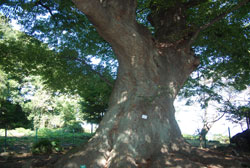 樹齢800年の大ケヤキ