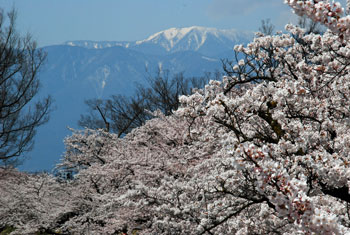 大滝山と桜