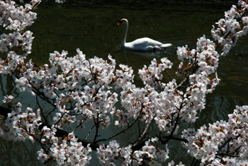 松本城の白鳥