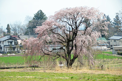 岩原の枝垂桜 