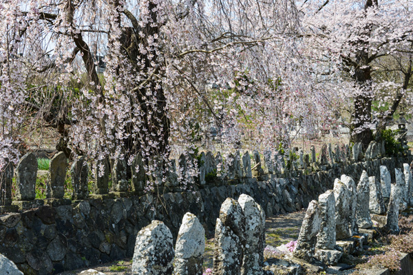 仏法寺の百体仏と桜