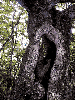 奇怪な巨木